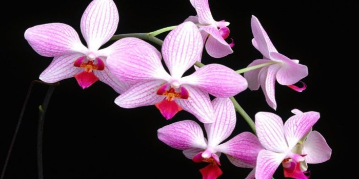 1920x1200 Beautiful Orchid Flower Wallpaper (43+ images)