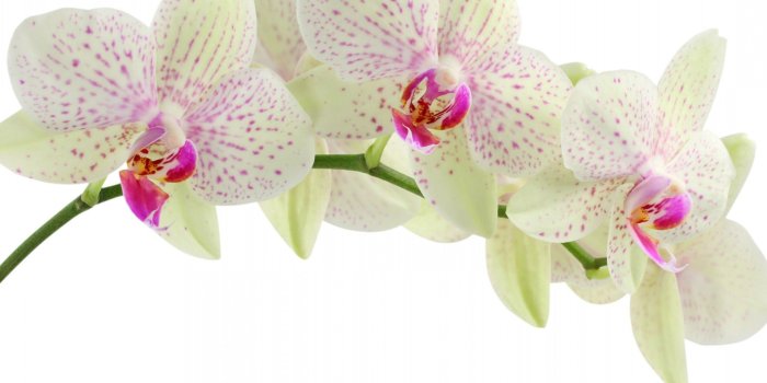 2560x1920 Lovely Orchids HD Wallpaper | Flowers Wallpapers | Orchids in 2019