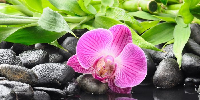 2880x1800 Orchid Wallpapers