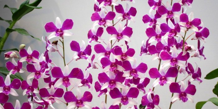 1920x1080 Beautiful Orchid Flower Wallpaper (43+ images)