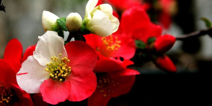 1024x784 34+] HD Orchid Wallpaper on WallpaperSafari