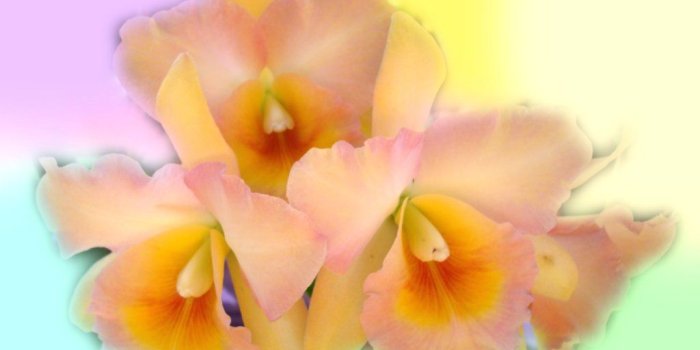 1024x768 Orchid Flowers Wallpapers 1024x768