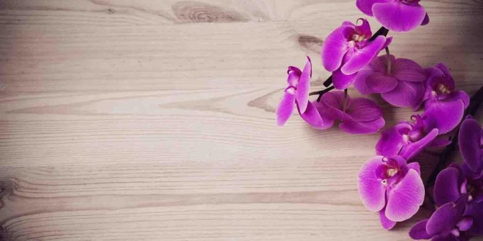 1350x900 Orchid Wallpapers - Top Free Orchid Backgrounds - WallpaperAccess