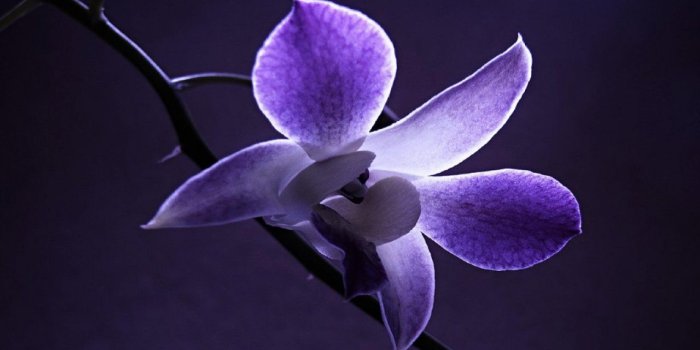 1280x720 Nature, Beautiful, Orchid, Flower, Wide, High, Resolution, Wallpaper