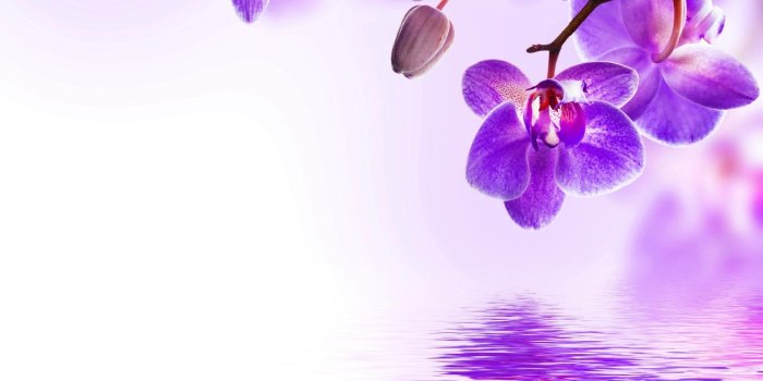 1332x850 Wallpaper water, flowers, flowering, Orchid, water, flowers