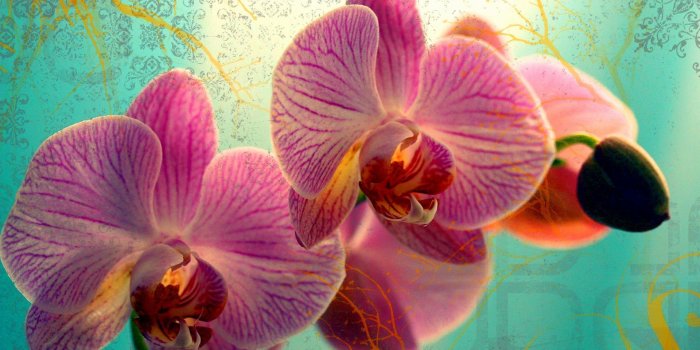 1920x1200 80+ Orchid Desktop Wallpapers - Download at WallpaperBro