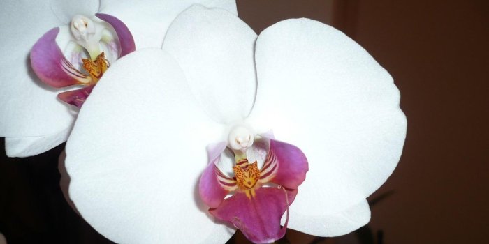 1280x720 Beautiful Orchid Wallpaper for Android - APK Download