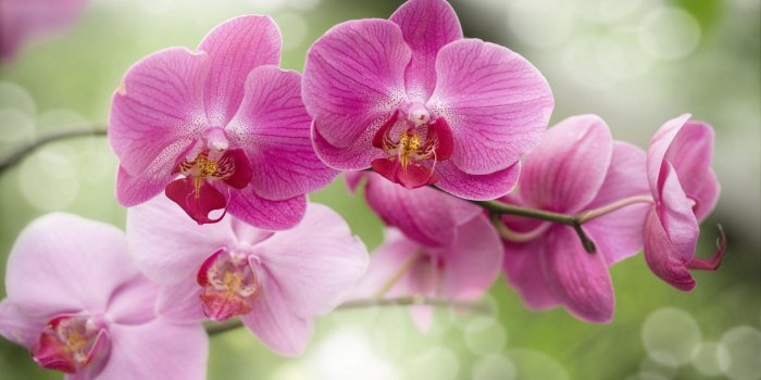1920x1200 Beautiful Pink Flowers Orchid Hd Wallpaper : Wallpapers13.com