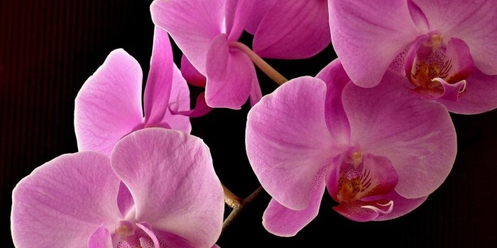 1280x720 Beautiful Orchid Wallpaper for Android - APK Download