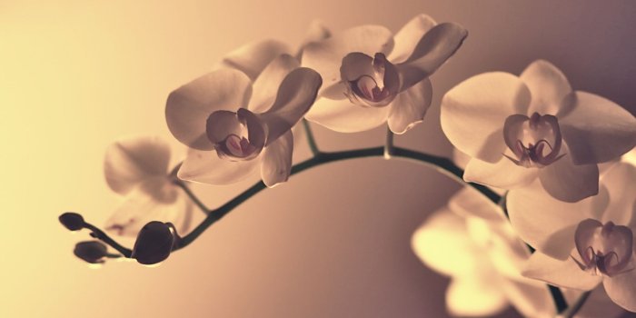 1920x1200 Beautiful Orchid widescreen wallpaper