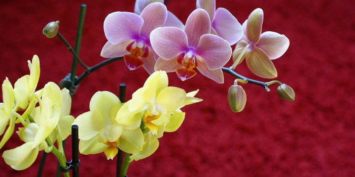 1920x1200 Yellow and Pink Orchids wallpaper - Flower wallpapers - #2425