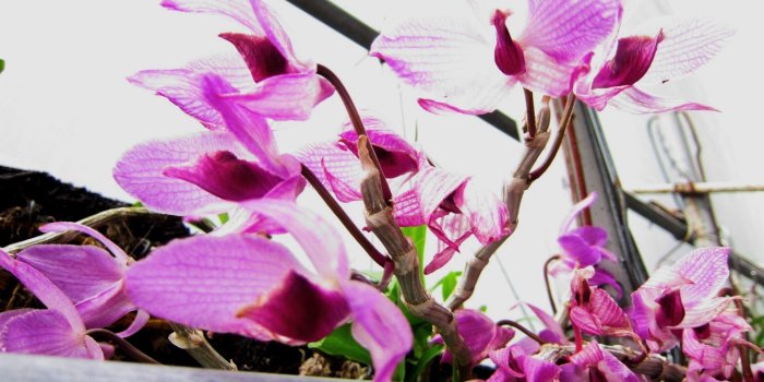 1920x1080 Orchid Tag wallpapers Page 3: Yellow Pink Green Orchid Flower