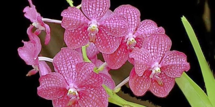 1024x768 60+ Orchid Flower Wallpapers - Download at WallpaperBro