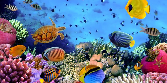 4288x2848 ocean, tropical, underwater, fishes, coral, reef :: Wallpapers