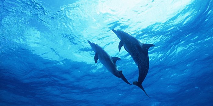 1920x1080 Download 1920x1080 HD Wallpaper dolphin couple underwater ocean