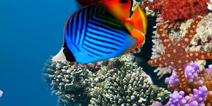 1080x1920 Coral Reef Fish, Ecosystem, Coral Reef, Underwater, Ocean Wallpaper