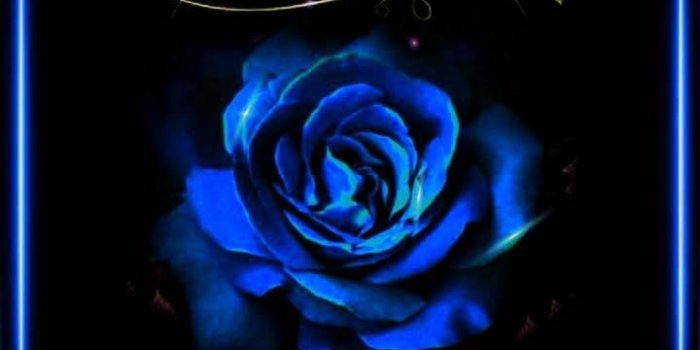 720x1280 Download Blue rose Wallpaper by jorecesnaviciute8139 - b5 - Free on