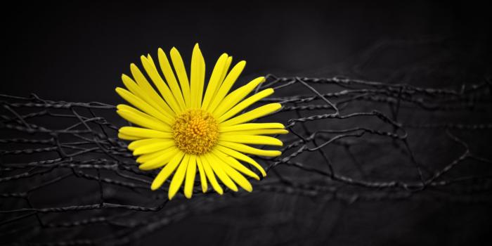 2048x1152 2048x1152 Yellow Flower Fence Dark Black Background 2048x1152