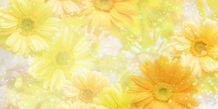 1920x1200 Yellow Flower wallpaper | 1920x1200 | #42596