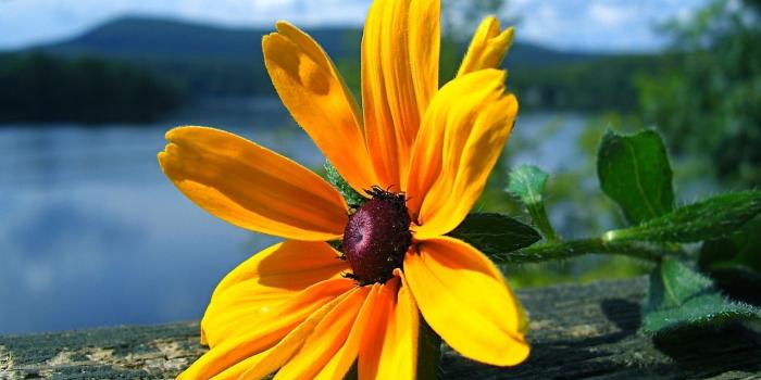 1280x804 Yellow flower wallpapers | Yellow flower stock photos