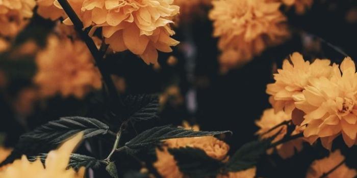 720x1280 yellow flowers nature background iPhone | wallpaper | Aesthetic