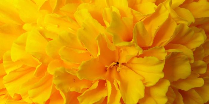 1600x1200 Yellow Flower Wallpaper #6893371
