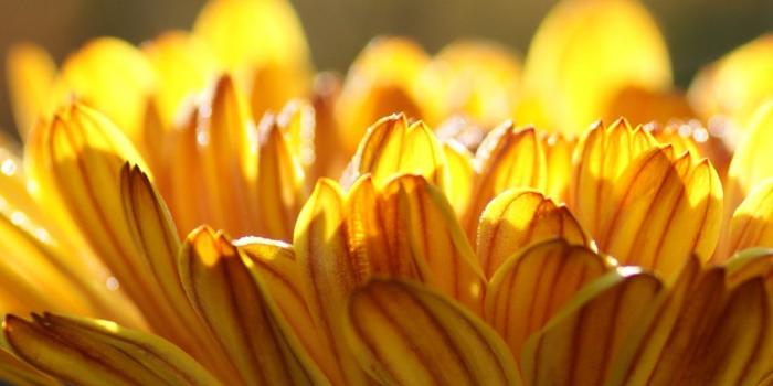 1440x2560 Wallpaper Yellow flower, HD, 4K, Flowers, #3409