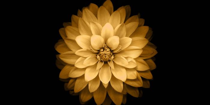 2732x2732 ad39-apple-yellow-lotus-iphone6-plus-ios8-flower-wallpaper