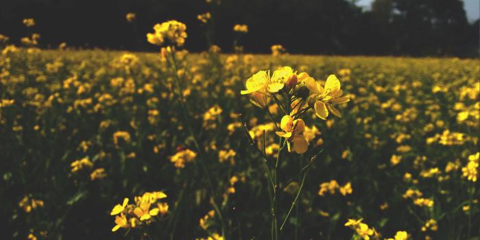 3264x1836 Awesome, Dark, Flower, Focused, Green, Musted, Sky, - Yellow Flower