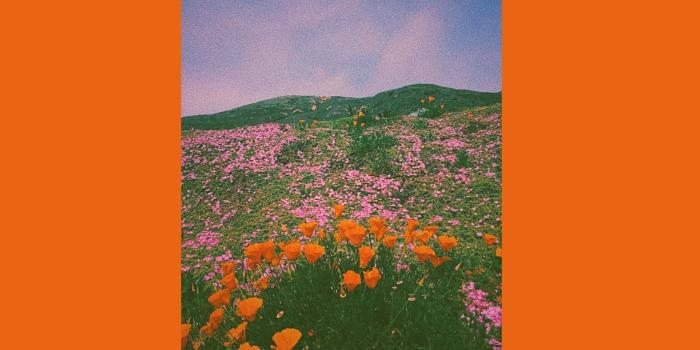 2896x2896 Orange Aesthetic Wallpapers