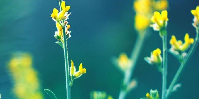 720x1544 Yellow Flowers Blur Wallpaper - [720x1544]