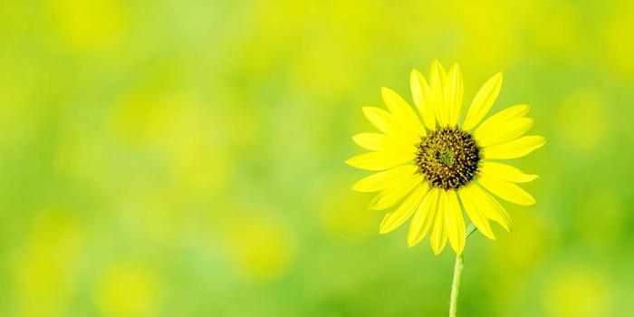 1920x1080 Yellow Flower Wallpaper #6893561