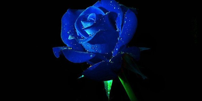 750x1334 FreeiOS8.com | iPhone wallpaper | am02-blue-rose-dark-flower-nature