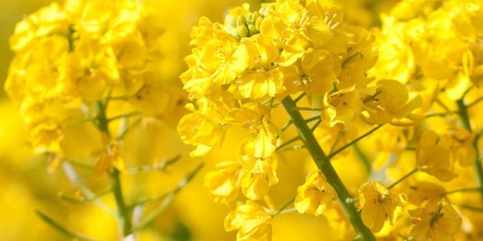 1242x2208 iPhone7papers - mq16-yellow-flower-spring-fun-nature