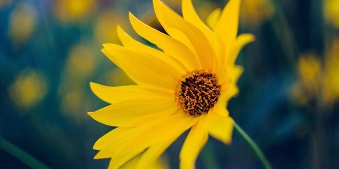 3840x2160 Yellow Flower Desktop Wallpapers - Top Free Yellow Flower Desktop