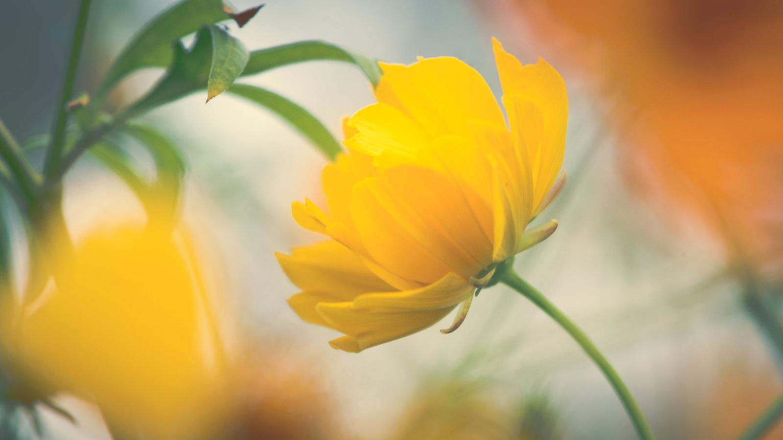 4256x2394 Wallpaper Yellow flower, Beautiful, HD, Flowers, #1782