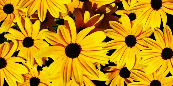 1920x1200 Yellow Flowers Wallpapers