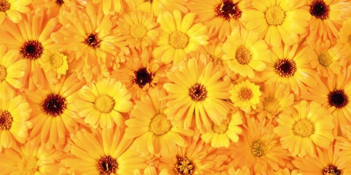 1920x1200 Yellow daisies wallpaper - Flower wallpapers - #54402