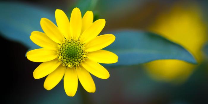 2560x1600 64+ Yellow Flower Wallpapers on WallpaperPlay