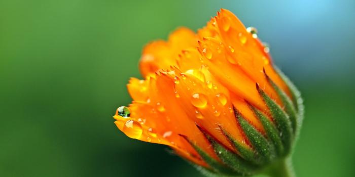 4471x2845 1385 Yellow Flower HD Wallpapers | Background Images