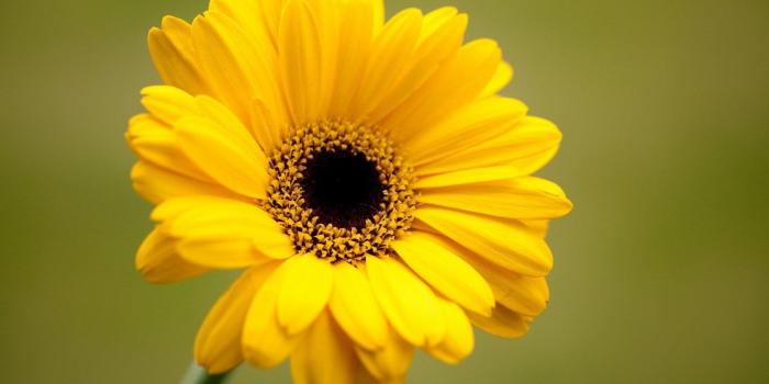 1680x1050 Yellow Flower 9289 - HDWPro