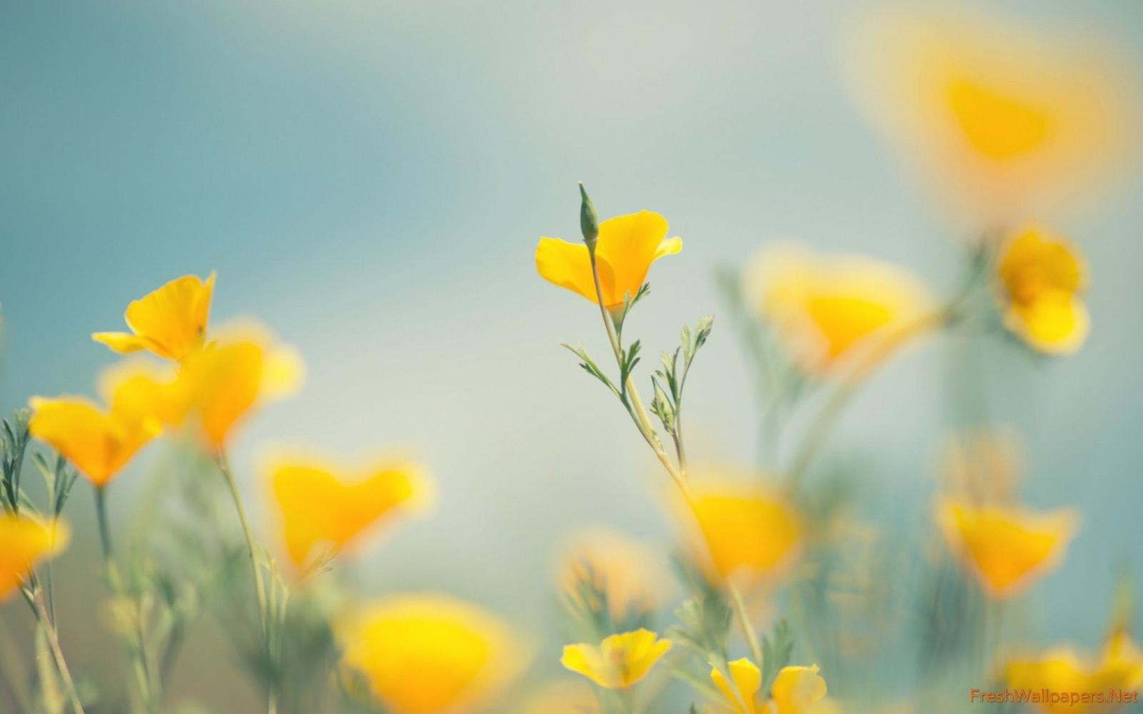 2560x1600 Little Yellow Flowers wallpapers | Freshwallpapers