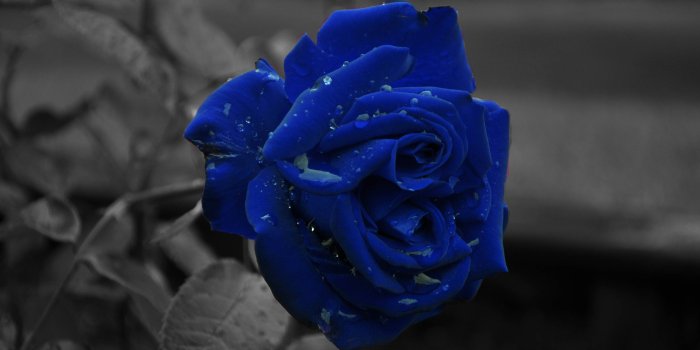 4288x2848 Blue Rose Wallpapers