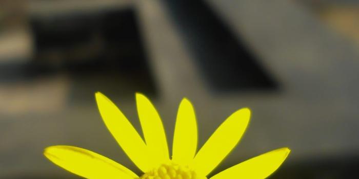 950x1689 Download Yellow Flower Free Pure 4K Ultra HD Mobile Wallpaper