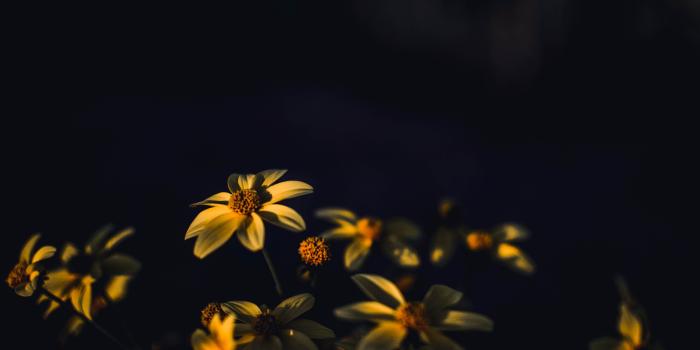 6000x4000 Selective Focus Photography of Yellow Daisy Flowers · Free Stock Photo
