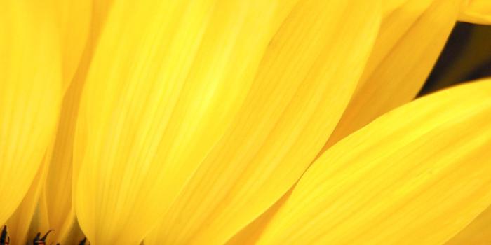 1920x1200 Yellow Flower Wallpaper Flowers Nature Wallpapers in jpg format for