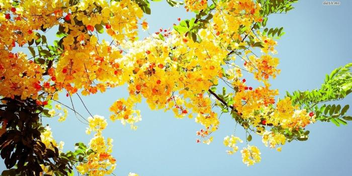 1366x768 Yellow Flower Wallpaper HD #3447 Wallpaper | Download HD Wallpaper