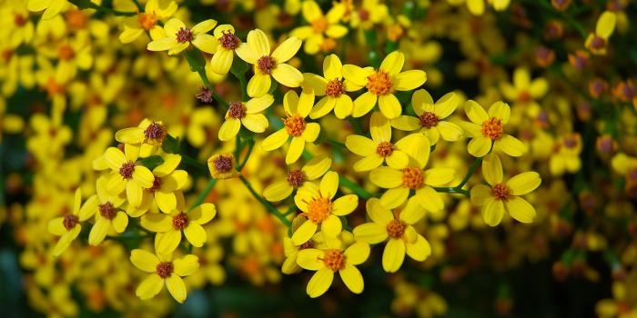 1280x851 Yellow Flowers 183 Background - HdFlowerWallpaper.com