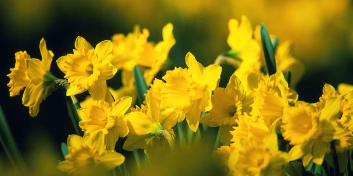 1920x1080 Wallpapers Of The Day: Gorgeous Yellow Flowers | 1920x1080px