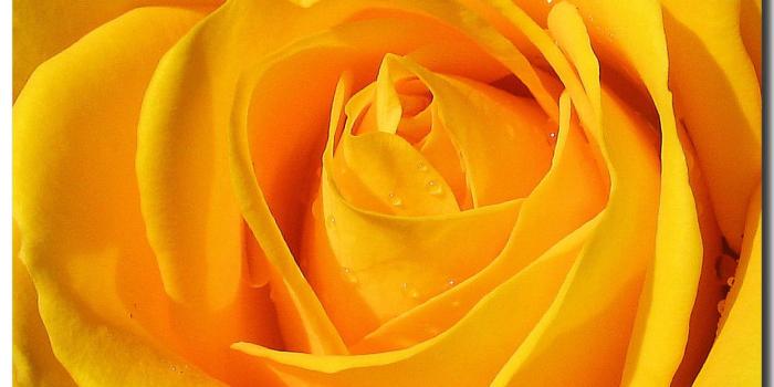 1245x987 Yellow Flower Wallpaper | HD Wallpapers Pulse